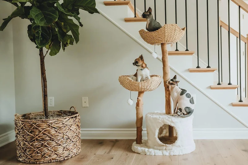 Arbre à Chat Bois | Zénith