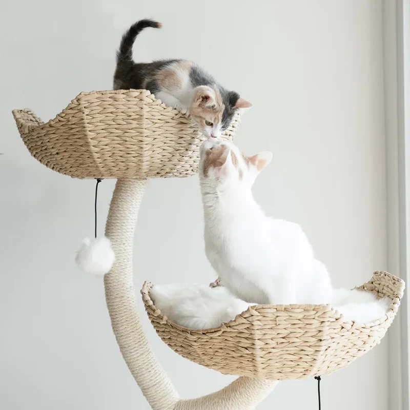 Arbre à Chat fleuri | Fortis