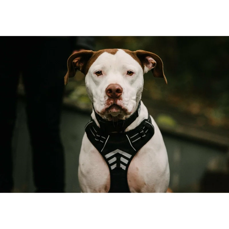 Harnais Moe - Le Chien Blanc