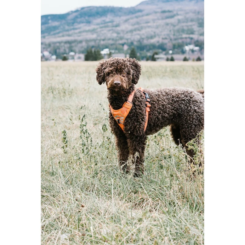 Harnais Moe - Le Chien Blanc
