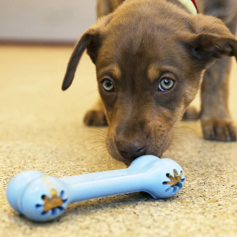 Goodie - Os pour Chiots