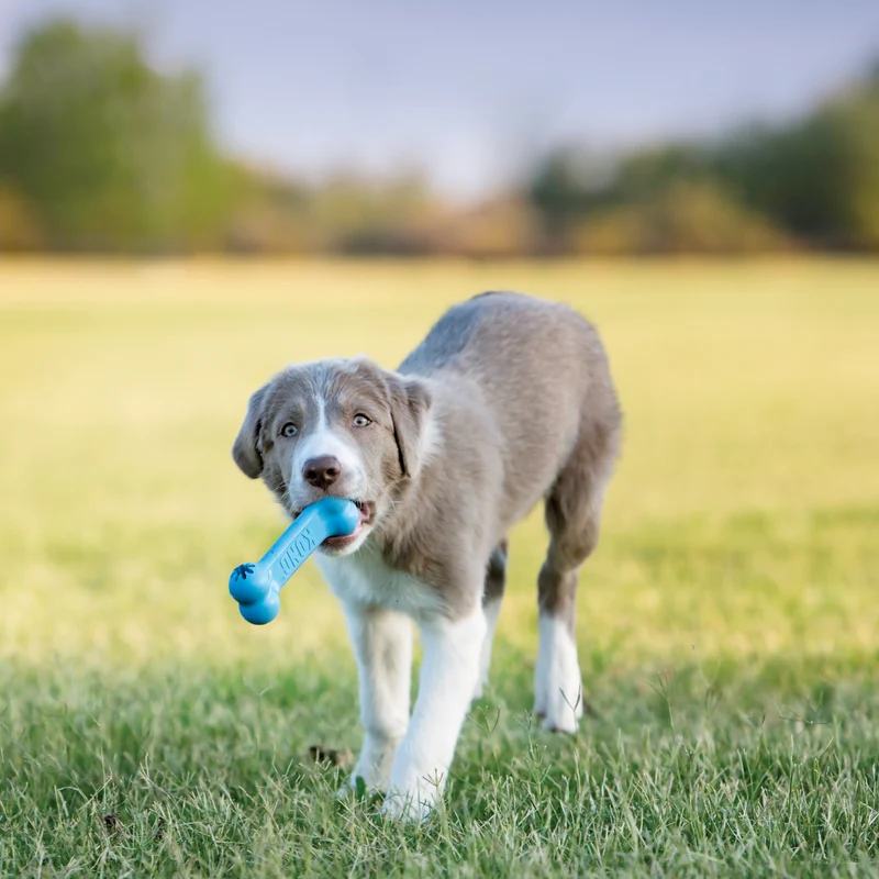 Goodie - Os pour Chiots