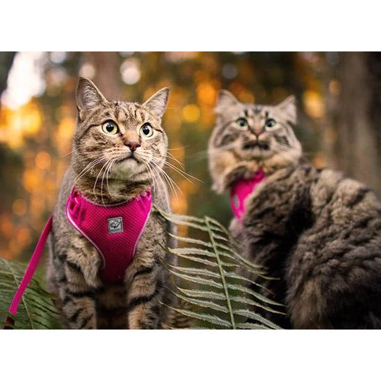 Harnais Aventure pour Chats RC Pets