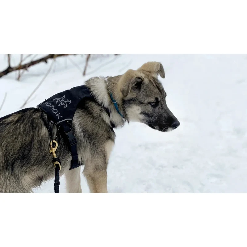 Harnais pour Petits Chiens Nahak