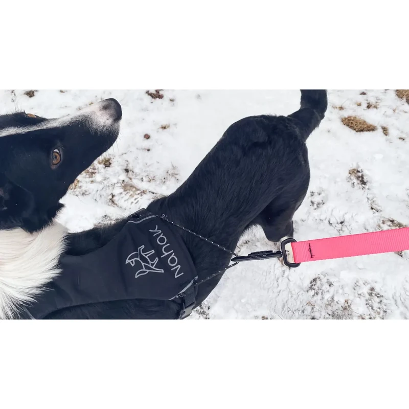 Harnais pour Petits Chiens Nahak