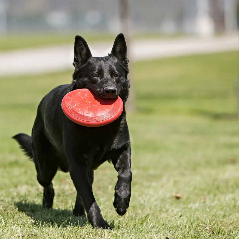 Classic Flyer - Frisbee