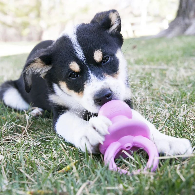Binkie - Suce pour Chiots