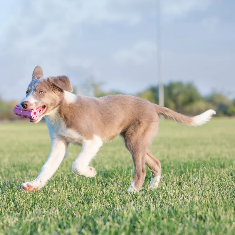 Bâton de Dentition pour Chiots