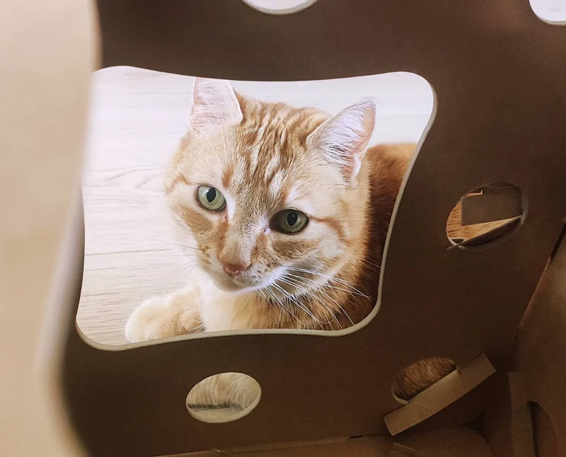 Arbre à Chat en Carton - Cube pour Chat Kraft