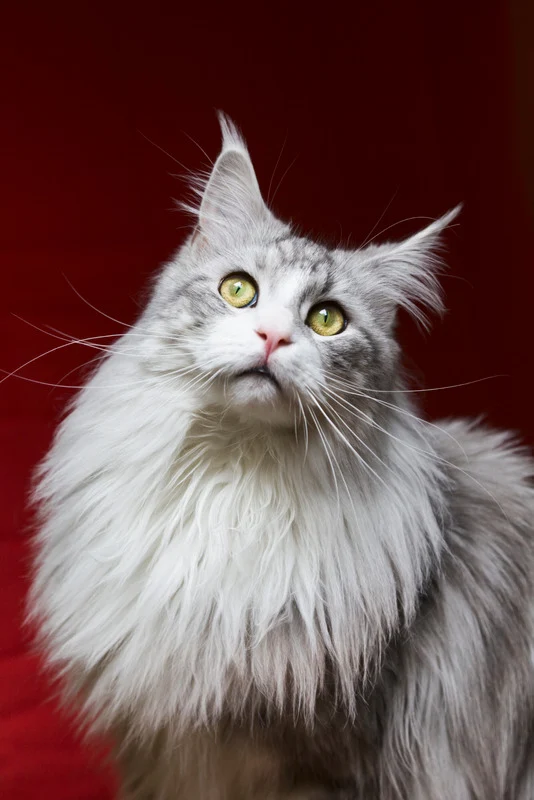 Carnilove - Croquettes Sans Céréales Canard & Dinde pour Grand Chat