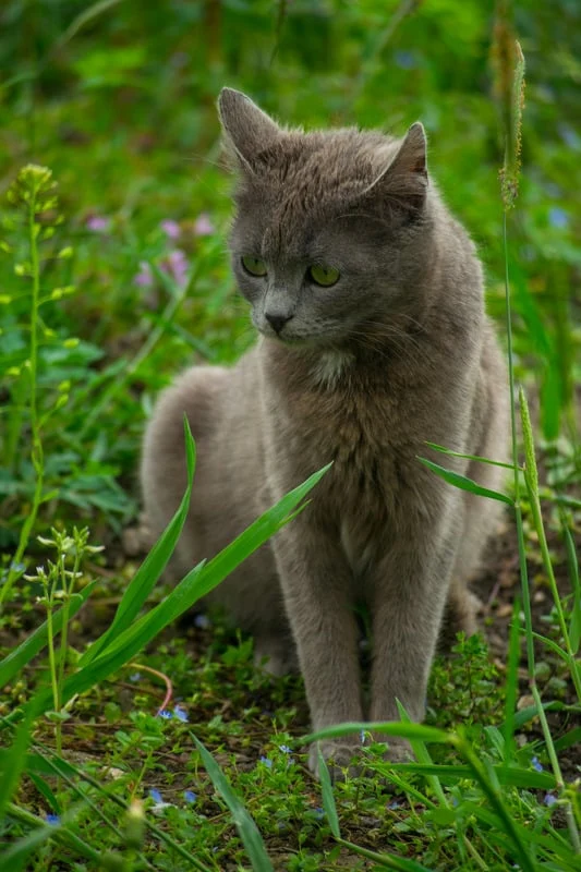 Carnilove - Croquettes Sans Céréales Agneau & Sanglier Sauvage pour Chat Stérilisé