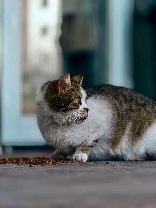 Carnilove - Croquettes Sans Céréales Agneau & Sanglier Sauvage pour Chat Stérilisé