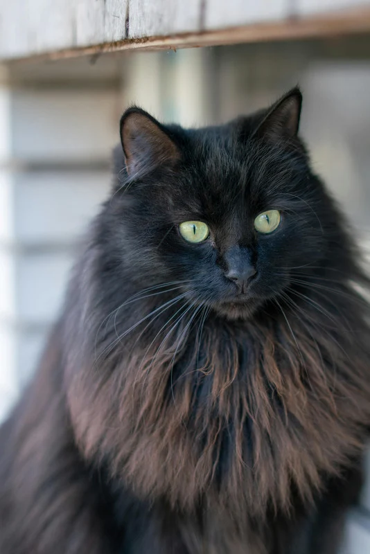 Carnilove - Croquettes Sans Céréales Saumon pour Chat Digestion Sensible & Poils Longs