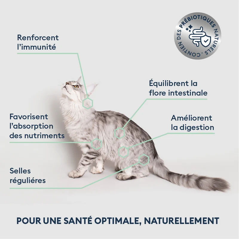Marly & Dan - Croquettes Sans Céréales au Saumon pour Chat Adulte et Stérilisé