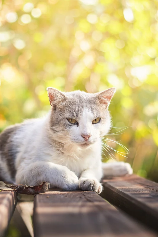 Invers - Croquettes aux Insectes pour Chat Senior