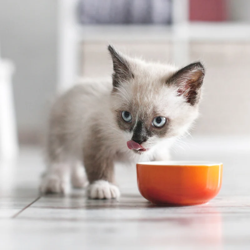 Invers - Croquettes aux Insectes pour Chaton