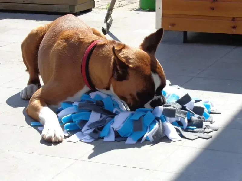 Tapis de Fouille pour Chien