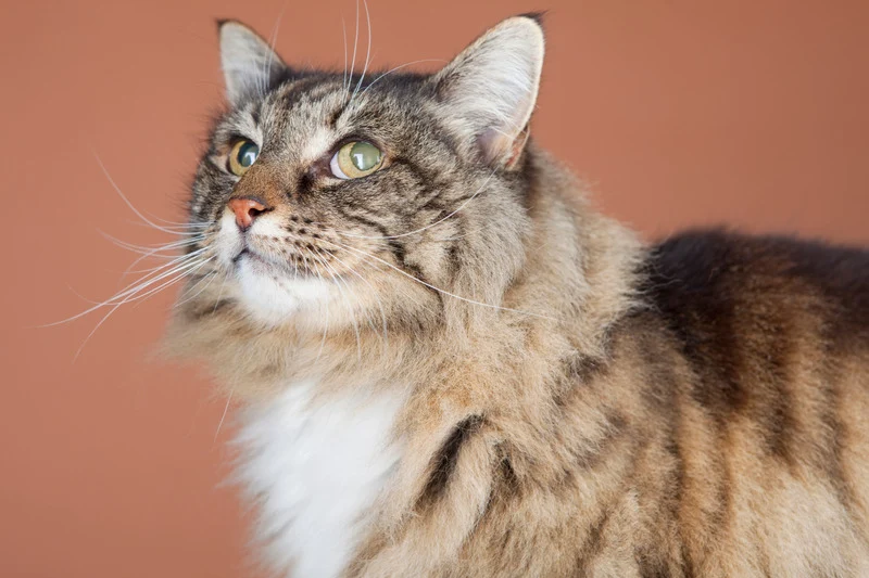 Eukanuba - Croquettes Sans Céréales au Saumon pour Chat Senior