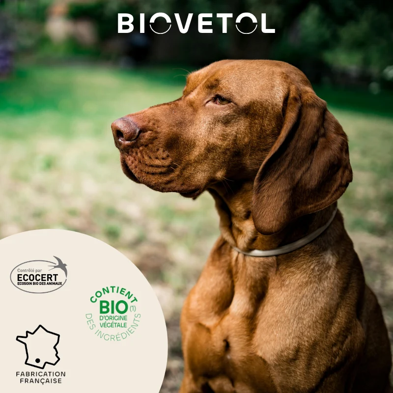 Biovetol - Pipettes Antiparasitaires pour Chien de Grande Taille