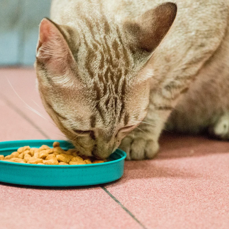 Carnilove - Croquettes Sans Céréales Poulet & Lapin pour Chat