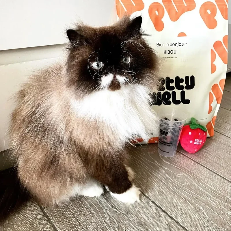 Petty Well - Croquettes Sans Céréales Poulet & Dinde pour Chat