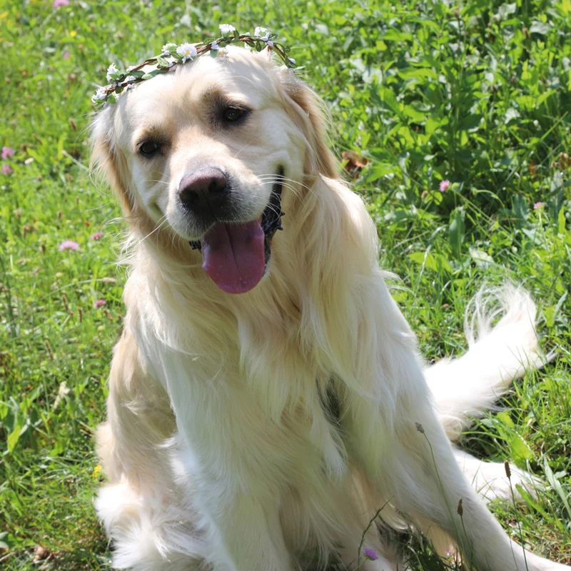 Coroncina di fiori "Ceremony" per cani per le cerimonie