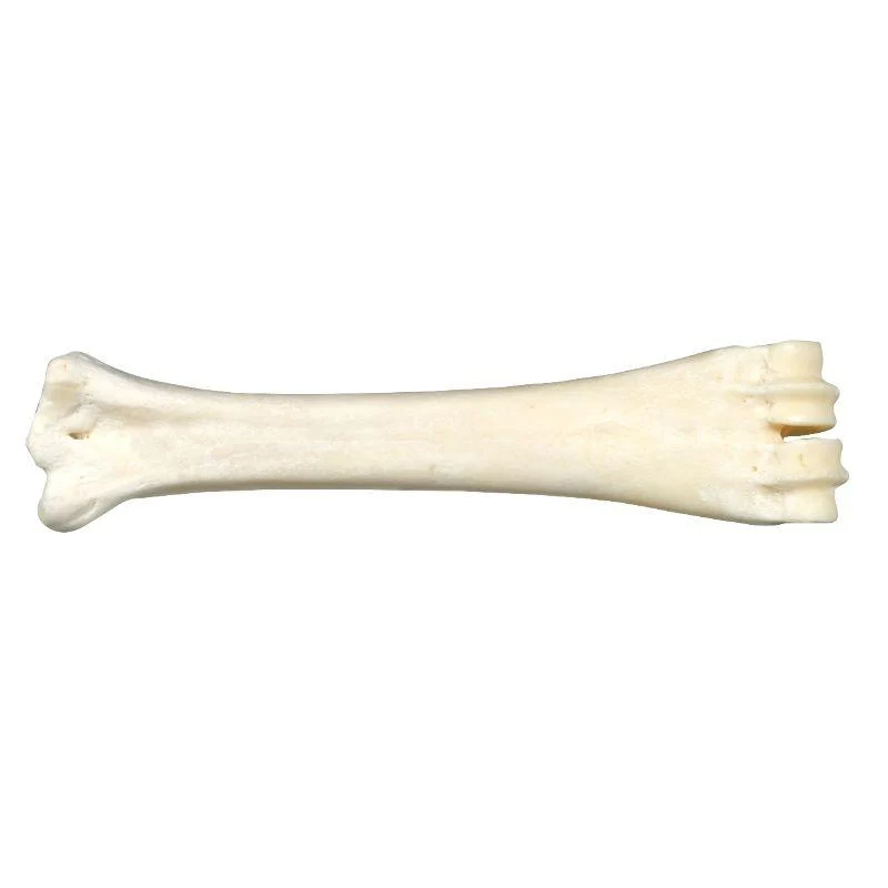 Os au calcium