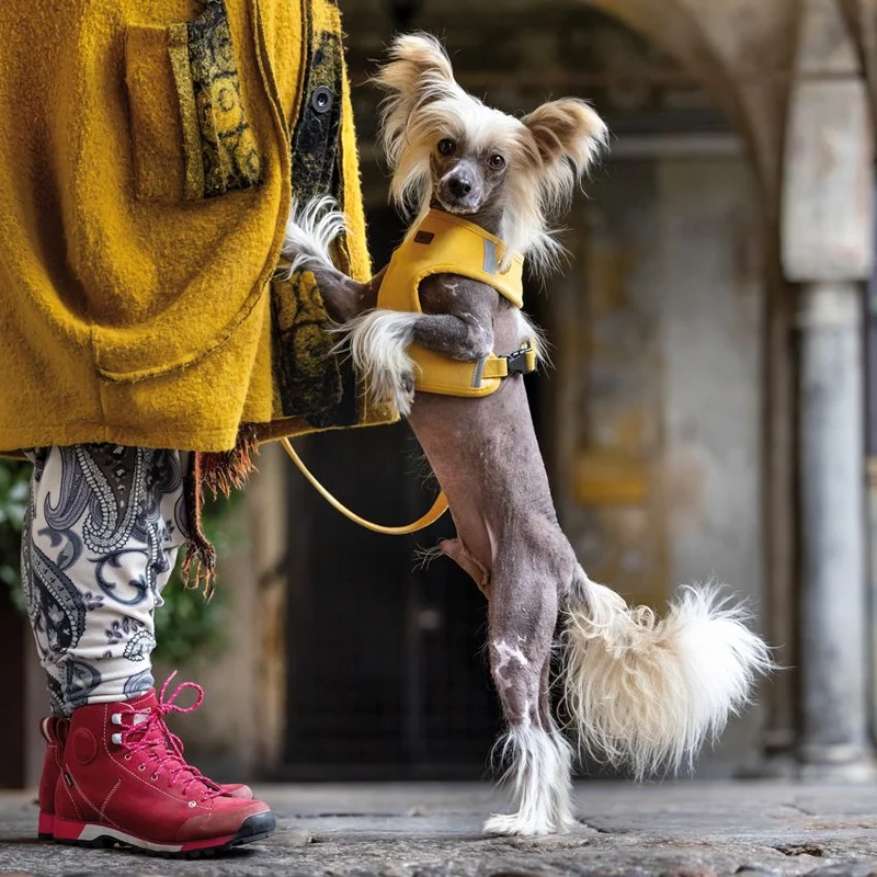 Silky: porta sacchetti igienici per cani