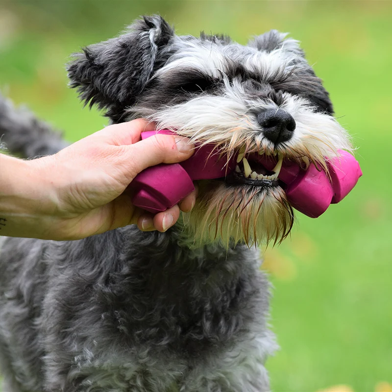 Rope: gioco resistente Bobby per cane in gomma