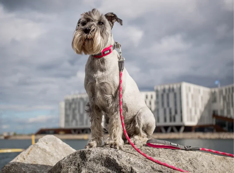 DOG COPENHAGEN - Laisse Urban Rope