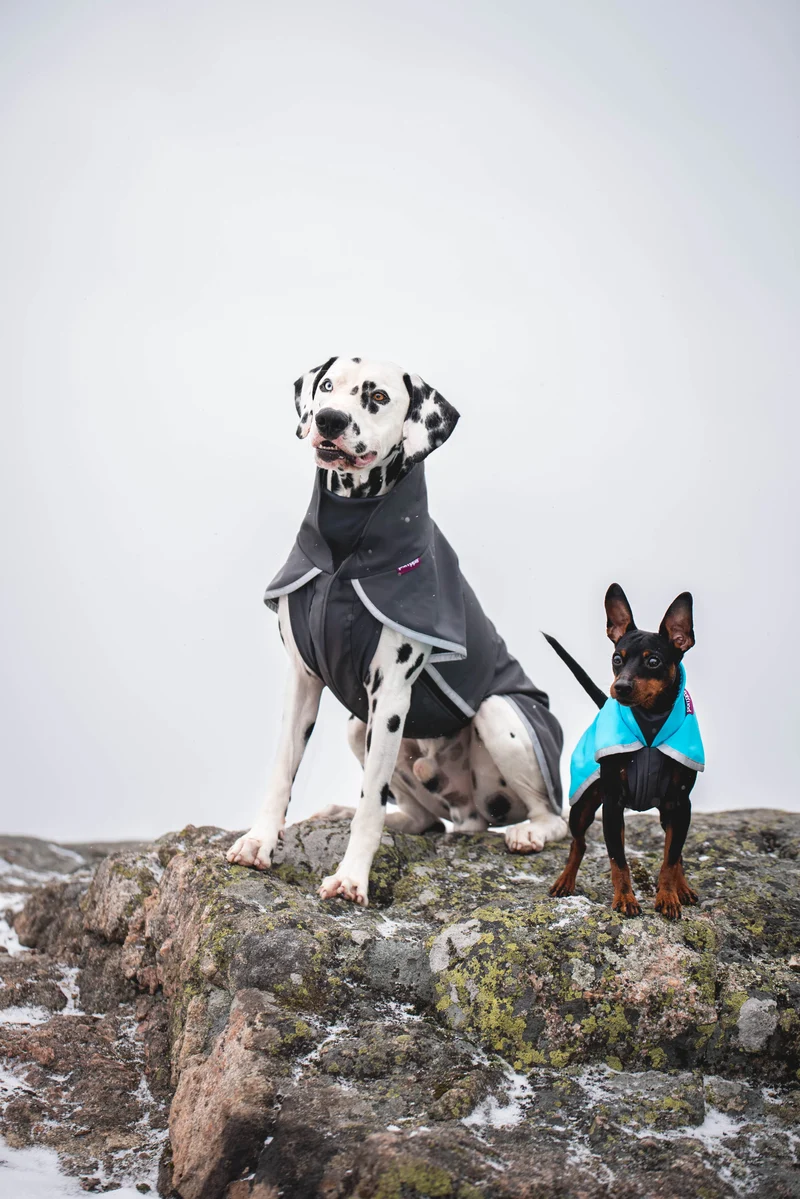 Pomppa Sportti Graphite manteau imperméable et chaud - chien