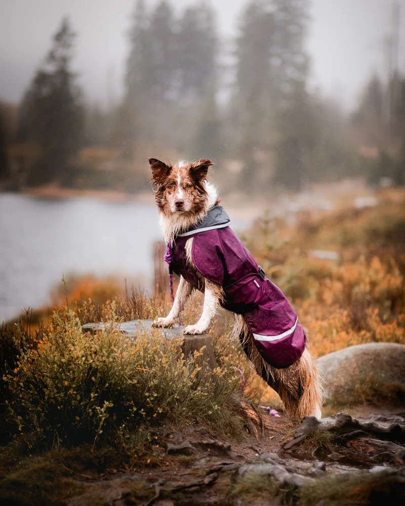 Pomppa Sade Plum manteau imperméable chien