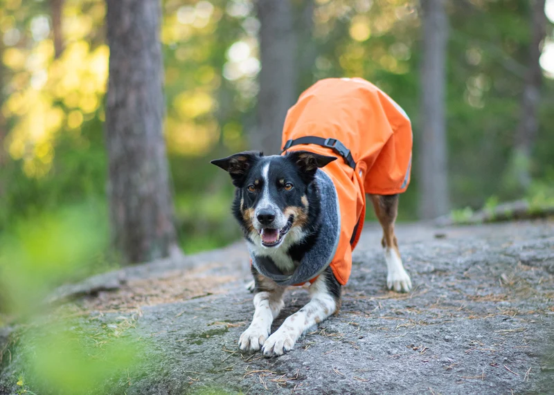 Pomppa Kevyt manteau imperméable pour chien Orange