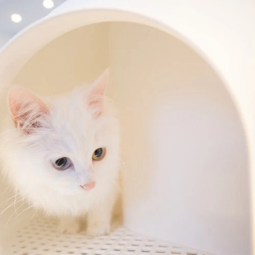 L'Igloo by Pidan - chat